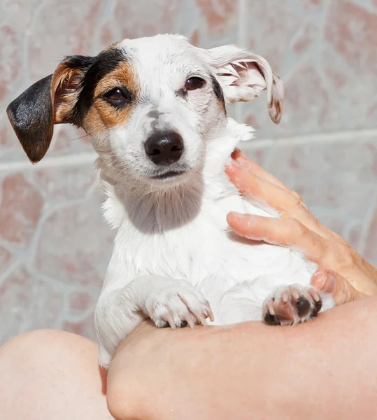 Jack Russell duş altında — Stok fotoğraf