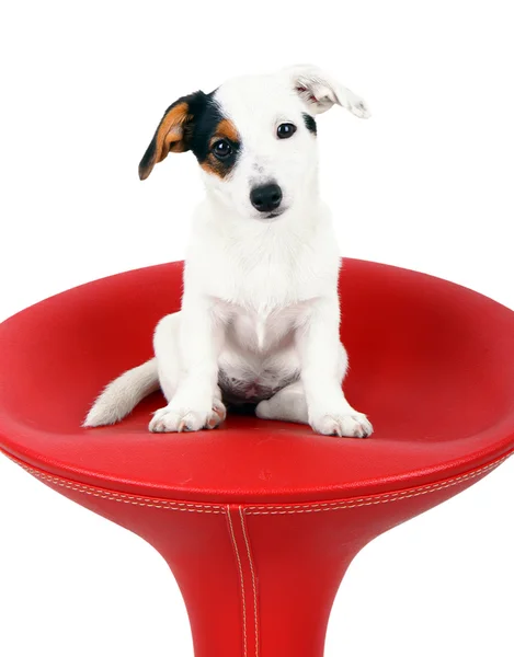 Lindo Jack Russell sentado en un taburete rojo — Foto de Stock