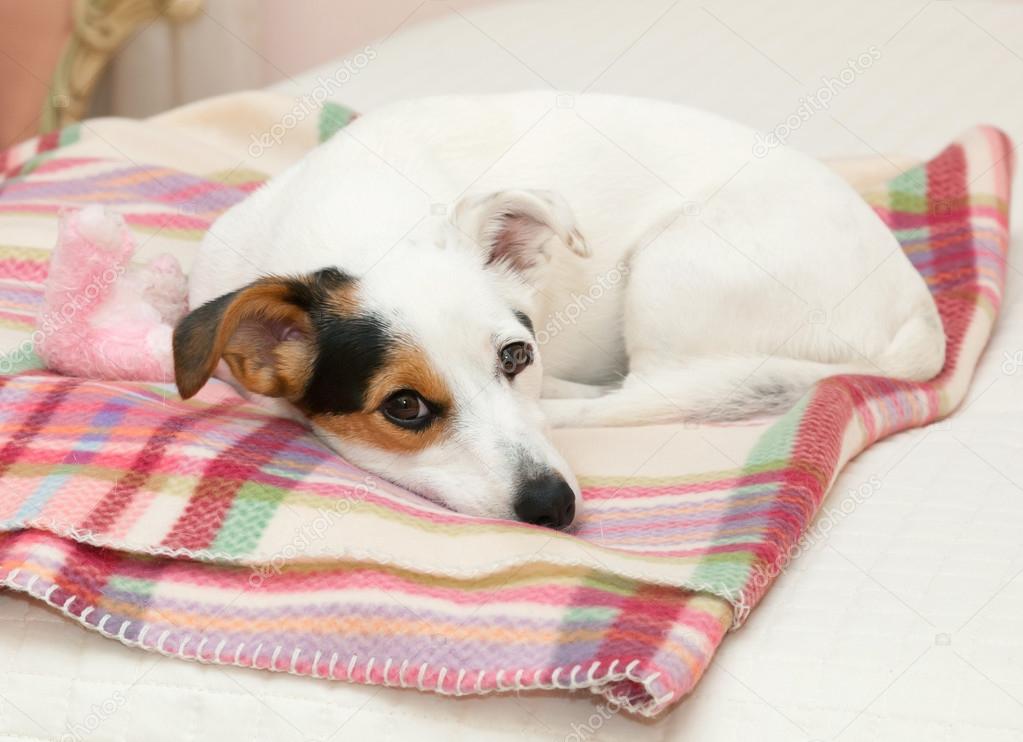 Cute Jack Russell on the bed