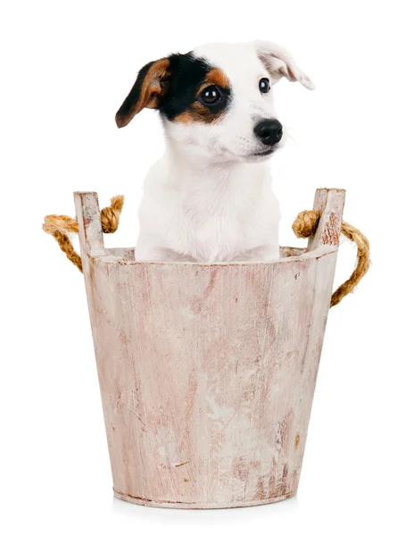 Cachorro Jack Russell en cubo de madera — Foto de Stock