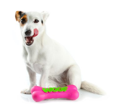 jack Russell ile lastik kemik