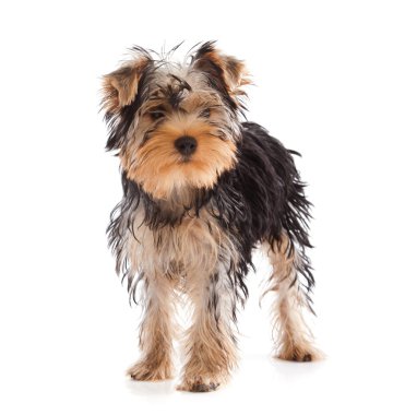 Yorkshire terrier kameraya bakıyor