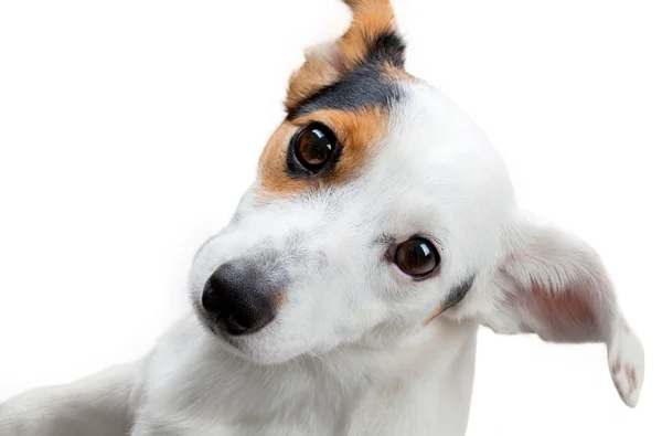 Jack russel terrier studio skott — Stockfoto