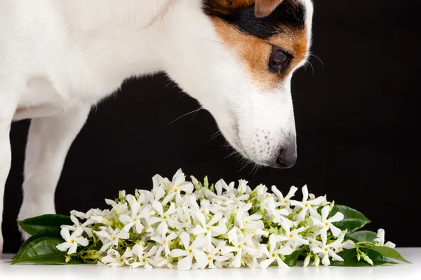 Jack russell jasmijn bloemen ruikt — Stockfoto