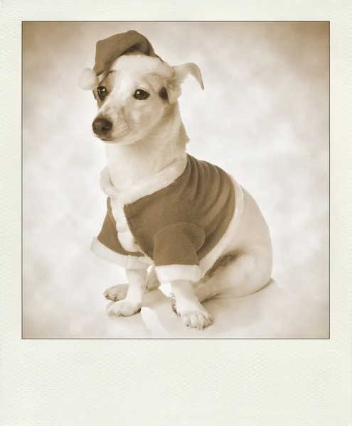 Vintage polaroid ile köpek Noel Baba olarak — Stok fotoğraf