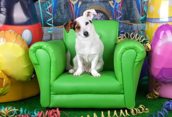 Photos of carnival with a jack russell on a green armchair — Stock Photo, Image