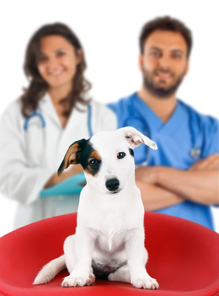 Two veterinarians with a jack russell — Stock Photo, Image