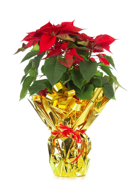 Kerstmis poinsettia — Stockfoto