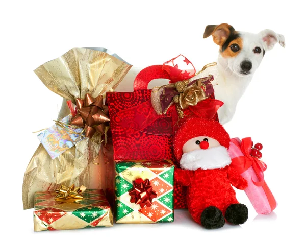 Gift boxes with cute little dog — Stock Photo, Image