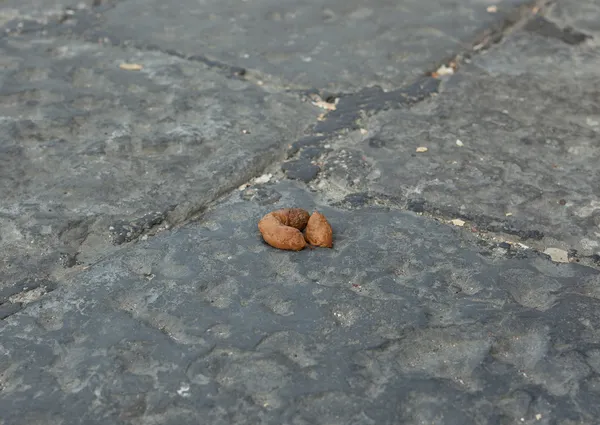 Dog excrement in the street — Stock Photo, Image