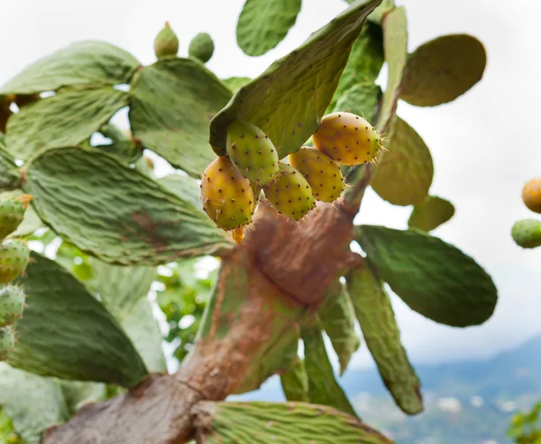 Prickly Pear Cactus — Stockfoto