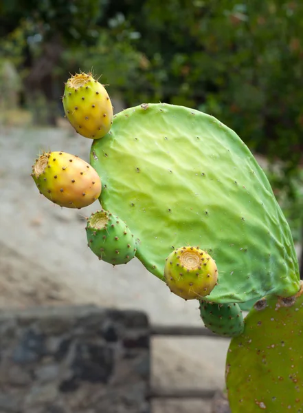 Prickly Pear Cactus — Stockfoto