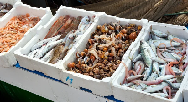 Свежая рыба на продажу в гавани — стоковое фото