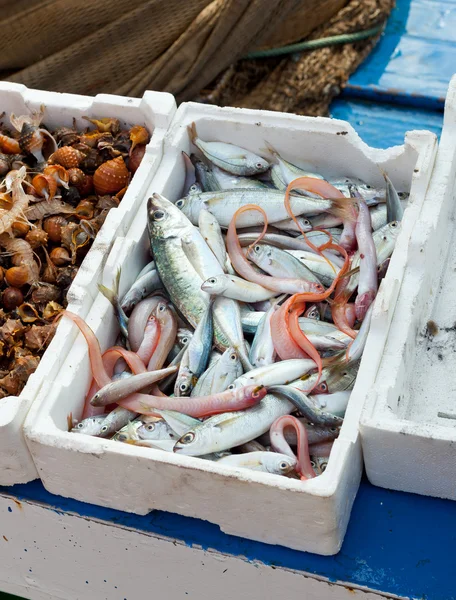 Verse vis te koop bij de haven — Stockfoto