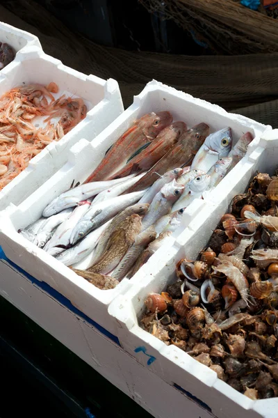 Satılık Harbor'a de taze balık — Stok fotoğraf