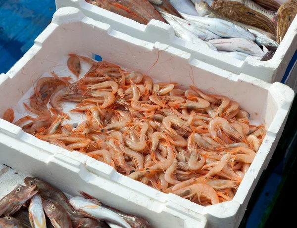 Satılık Harbor'a de taze balık — Stok fotoğraf