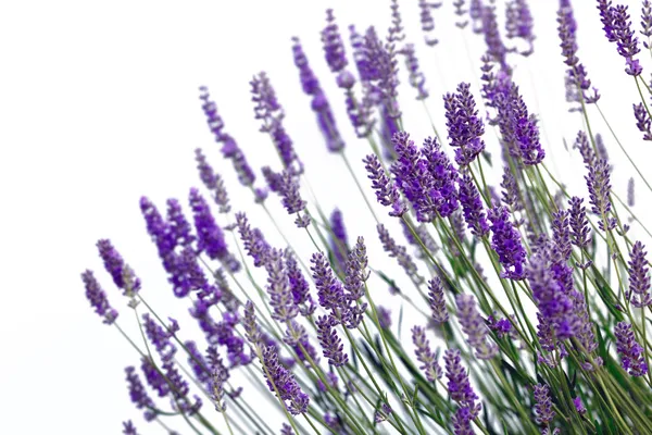 Lavender flowers — Stock Photo, Image