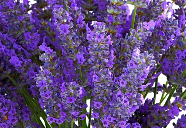 Lavendel — Stockfoto