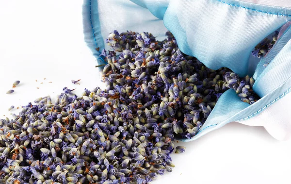 Flores de lavanda — Fotografia de Stock