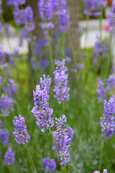 Lavendel — Stockfoto