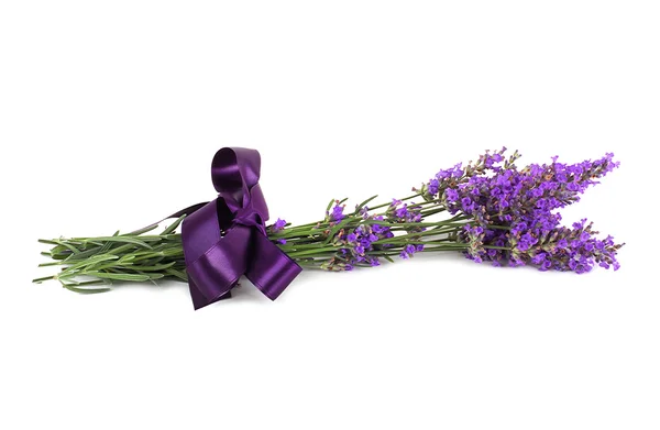 Lavendelblüte isoliert — Stockfoto