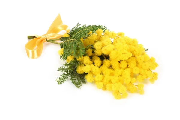Mimoza çiçek dal — Stok fotoğraf