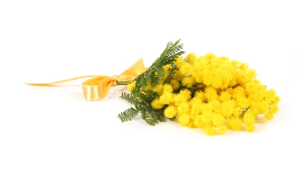 Twig mimosa blommor — Stockfoto