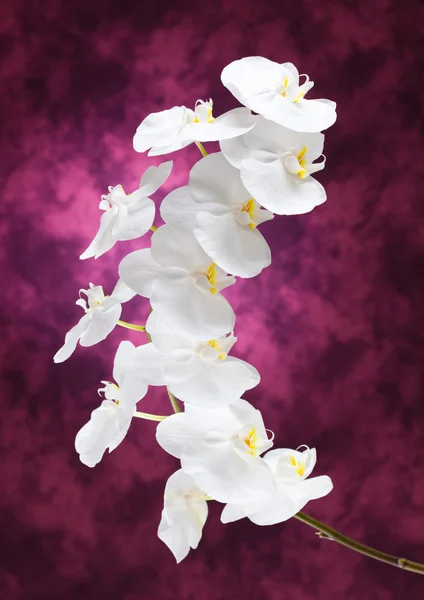 Witte orchidee bloemen — Stockfoto