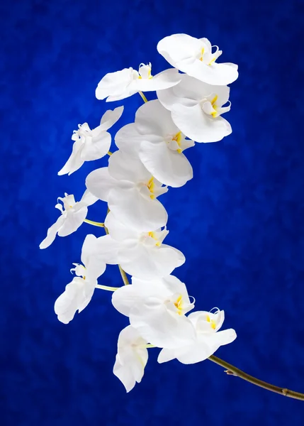 Flores de orquídea blanca — Foto de Stock