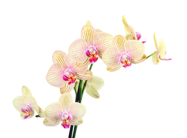 Квіти орхідей на білому тлі — стокове фото