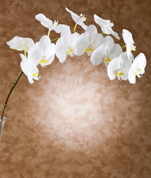 Bílé květy orchidejí — Stock fotografie