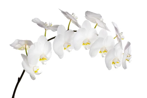 白色的兰花花 — 图库照片