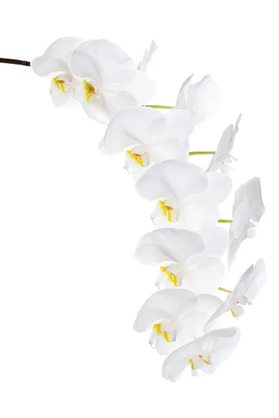 Flores brancas da orquídea — Fotografia de Stock