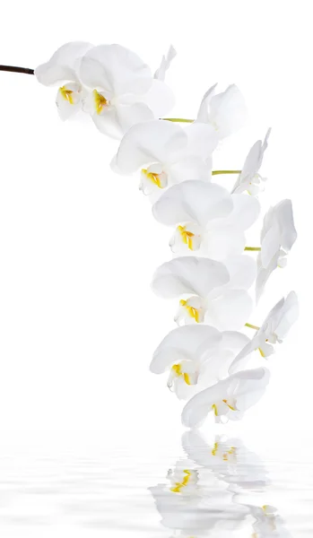 Witte orchidee bloemen — Stockfoto