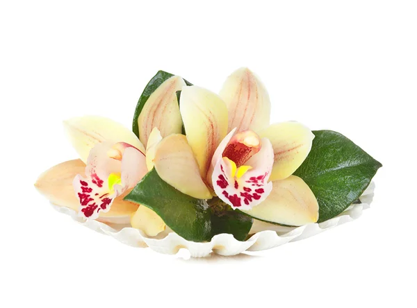 Orchid flowers in the seashell — Stock Photo, Image