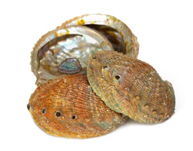Four abalone shells clipart
