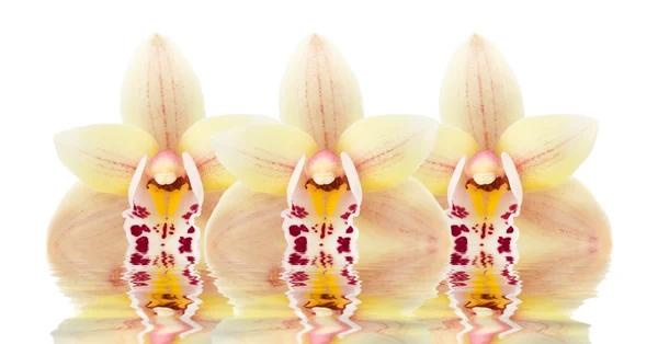 Tres flores de orquídea reflejadas en el agua — Foto de Stock