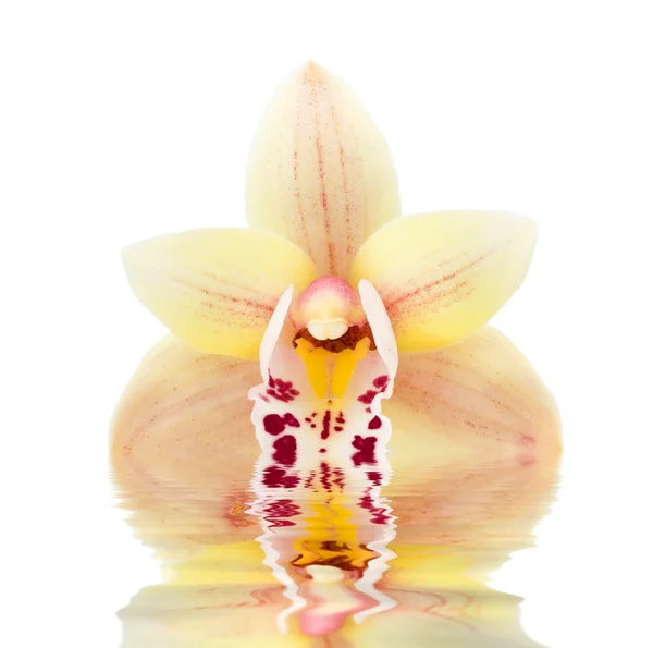 Flores de orquídeas refletidas na água — Fotografia de Stock
