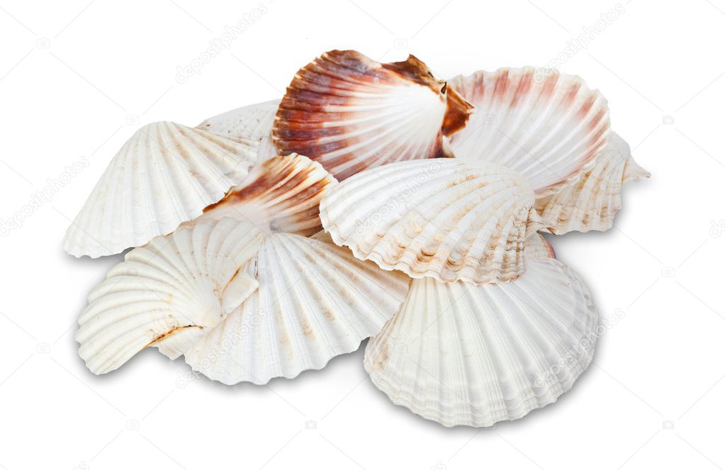White seashells