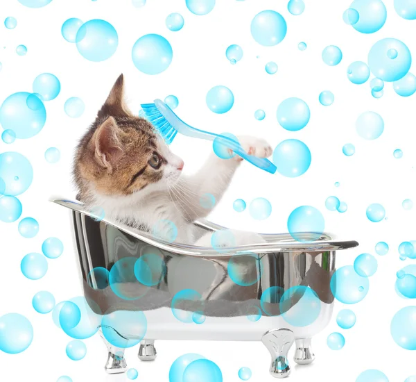 Кошка в ванне — стоковое фото