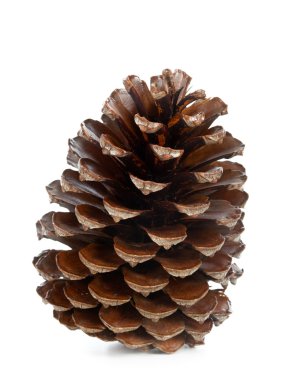 kahverengi çam kozalağı