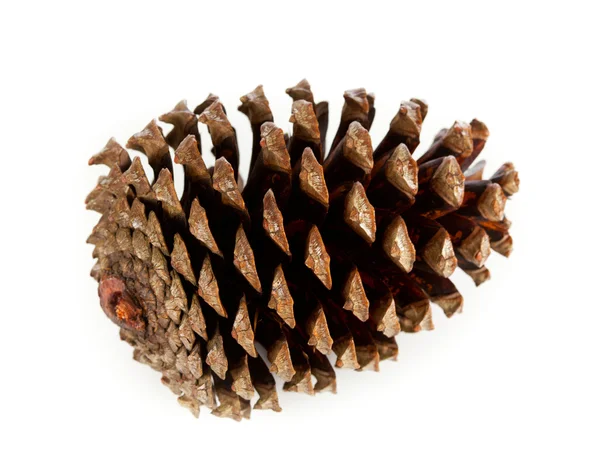 Cone de pinho marrom — Fotografia de Stock