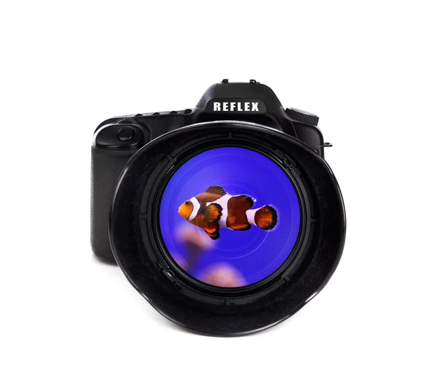Цифровая фотокамера с рыбой-клоуном — стоковое фото