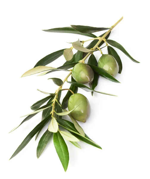 Olive branch Stock Photos, Royalty Free Olive branch Images Depositphotos