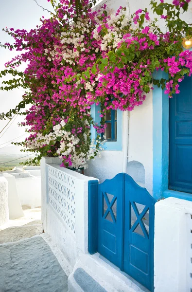 Bougainvillea w wyspie santorini — Zdjęcie stockowe