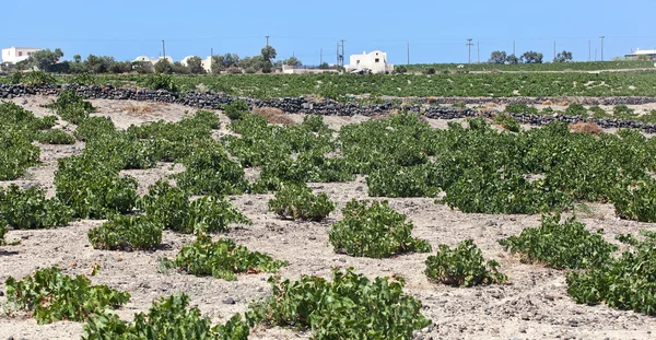 Santorini vingård — Stockfoto