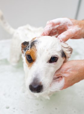 köpek bir küvette banyo
