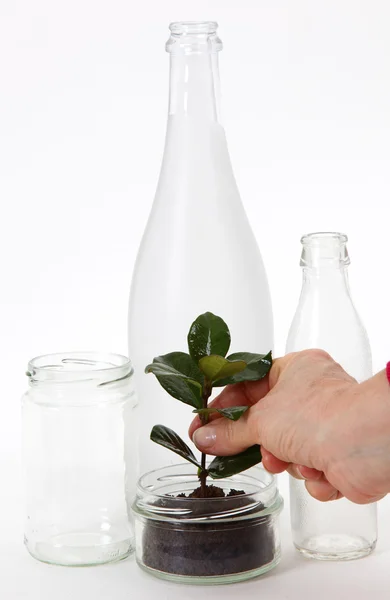 Cans and glass bottles with seedling — Stock Photo, Image