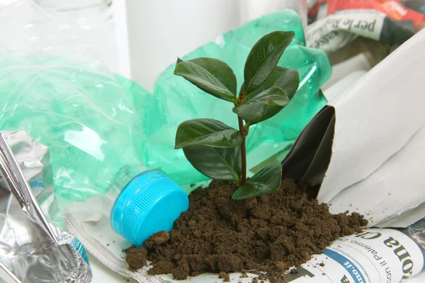 新植物生长从垃圾箱 — 图库照片