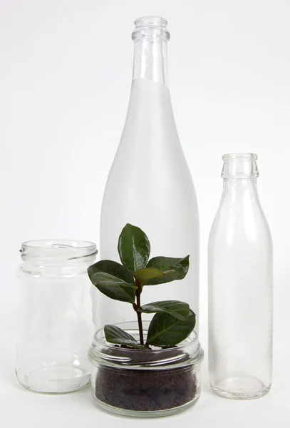 Latas e garrafas de vidro com mudas — Fotografia de Stock
